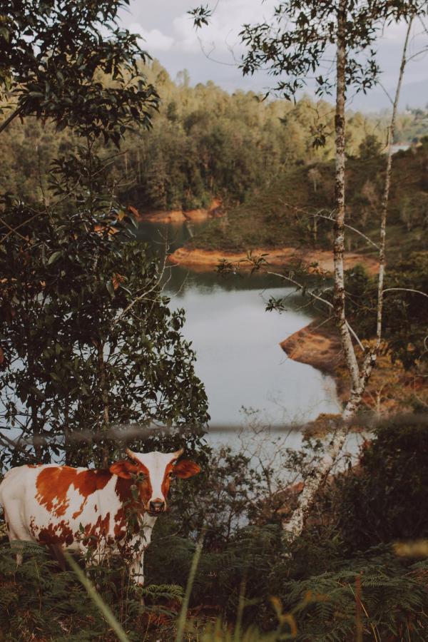 Cabanas Refugio Himalaya Guatapé Exteriér fotografie